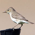 Upcher’s Warbler