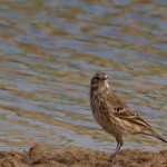 Water Pipit
