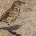 Water Pipit 