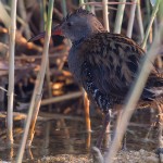 Water Rail