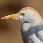 Western Cattle Egret