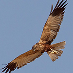 Western Marsh Harrier