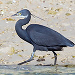 Western Reef Heron