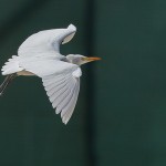 Western Cattle Egret