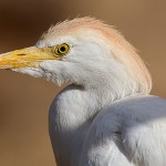 Western Cattle Egret
