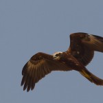 Western Marsh Harrier