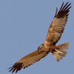 Western Marsh Harrier