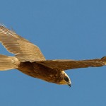 Western Marsh Harrier