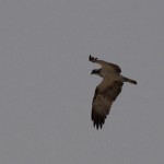 Western Osprey