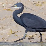 Western Reef Heron