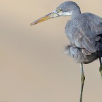 Western Reef Heron