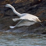 Western Reef Heron