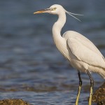 Western Reef Heron