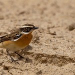 Saxicola rubetra
