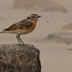 Saxicola rubetra