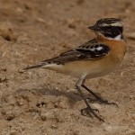 Saxicola rubetra