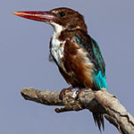 White-throated Kingfisher