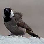 White-eared Bulbul (Cat C)