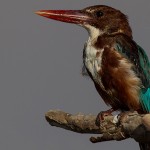 White-throated Kingfisher