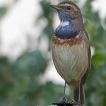 White-spotted Bluethroat