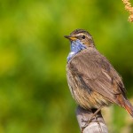White-spotted Bluethroat 