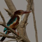 White-throated Kingfisher