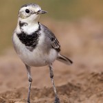 White Wagtail