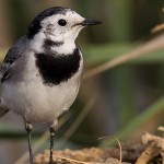 White Wagtail