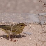 Phylloscopus trochilus