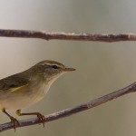Phylloscopus trochilus