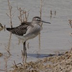 Wood Sandpiper