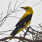 Eurasian Golden Oriole 