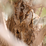 Eurasian Scops Owl