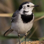 White Wagtail 