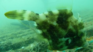 Luther's Shrimp Goby