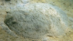 Oriental Sole