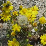  Yellow  Frocks