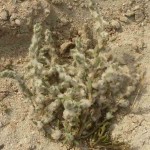  Cotton Gosefoot