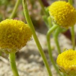 Crisp-leaved-fleabane