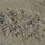  Jointed Glasswort