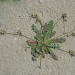 Launaea-capitata