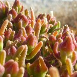  Egyptian Fig Marigold
