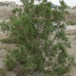 Pink-Tamarix