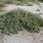  Glasswort