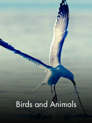 Sabah Al Ahmad Sea City - Birds and Animals