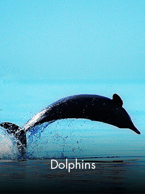 Sabah Al Ahmad Sea City - Dolphins