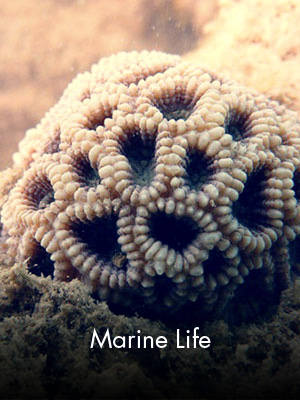 Sabah Al Ahmad Sea City - Marine Life
